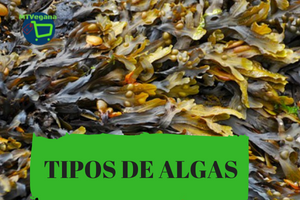 algas-comestibles